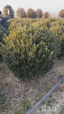 冠幅300厘米大叶黄杨球