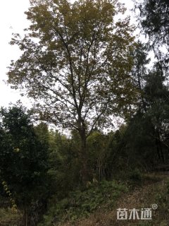 30公分朴树