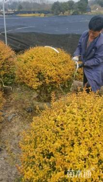 冠幅100厘米亮晶女贞球