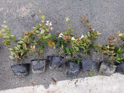 高度15厘米六道木