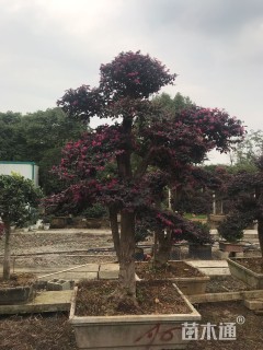 18公分造型红花继木桩