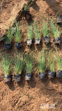 高度26厘米粉黛乱子草