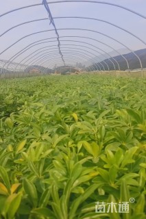 高度20厘米鸭脚木