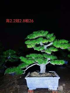 容器苗造型黑松