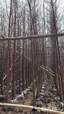 12公分水杉
