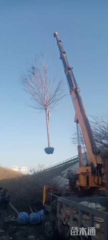 10公分桃叶卫矛