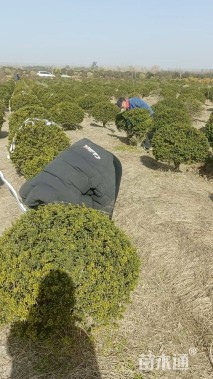 冠幅80厘米龟甲冬青球