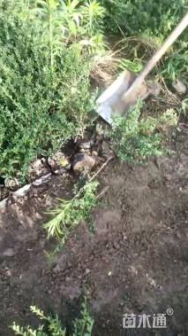 高度30厘米龟甲冬青