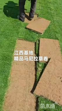 草卷状马尼拉草