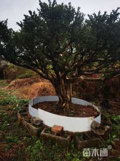 高度200厘米黄杨