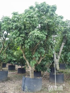 15公分荔枝
