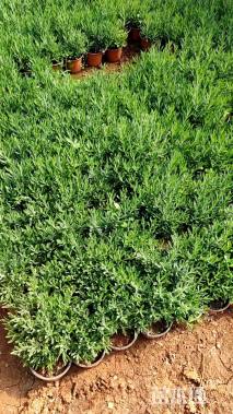 高度20厘米薰衣草