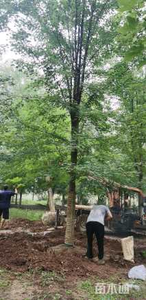 17公分美国红枫