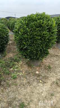 高度150厘米非洲茉莉