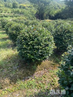 冠幅120厘米茶梅球