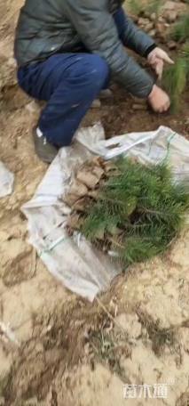 高度20厘米黑松小苗