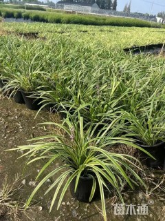 高度20厘米金边阔叶麦冬