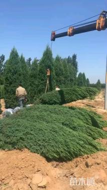 高度500厘米望都塔桧