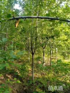 冠幅150厘米金叶榆球