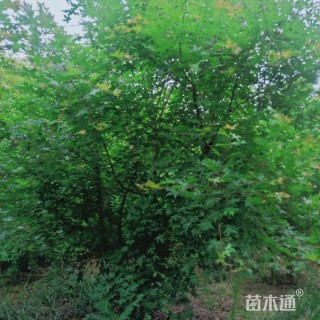 高度5000厘米丛生元宝枫