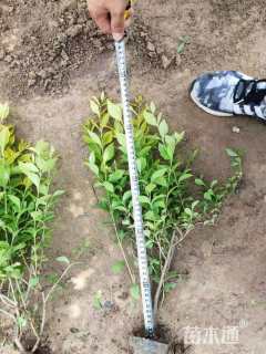 高度30厘米金叶女贞