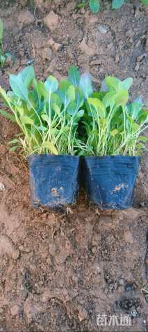 高度15厘米美丽月见草