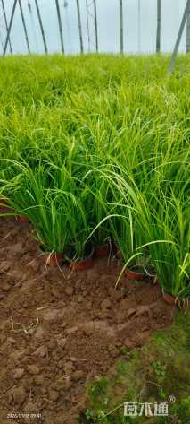 高度30厘米金叶石菖蒲