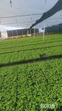 高度10厘米火焰南天竹