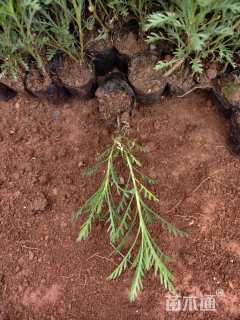 高度20厘米黄金菊