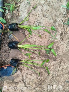 高度30厘米梭鱼草