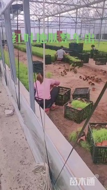 高度50厘米地肤