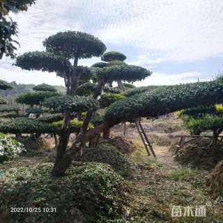 12公分造型女贞