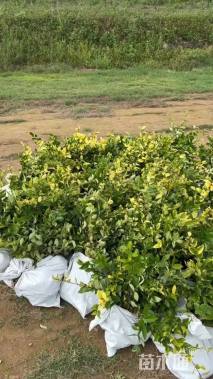 高度25厘米金森女贞小苗