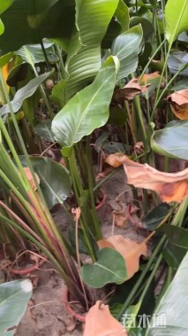 高度200厘米天堂鸟