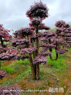 40公分造型小叶女贞