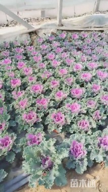 高度20厘米羽衣甘蓝