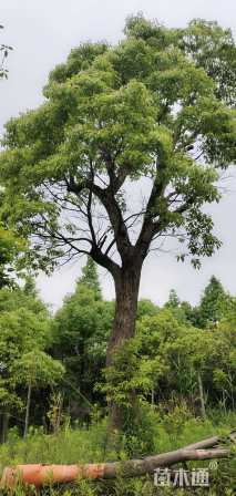 80公分香樟