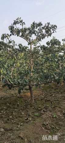 8公分山楂树
