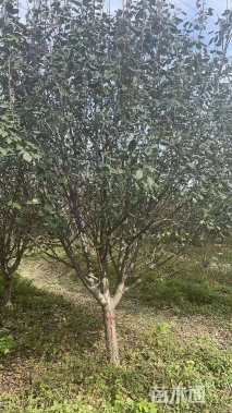 12公分八棱海棠