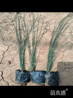 高度40厘米灯心草