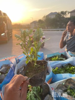 高度20厘米黄金菊