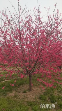 10公分红叶碧桃