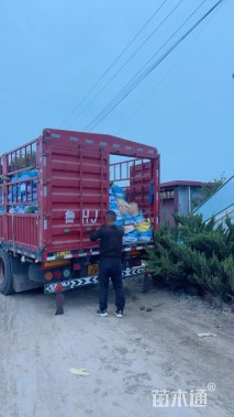 高度40厘米曼陀罗