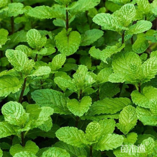 高度10厘米薄荷
