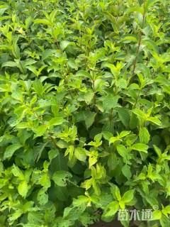 高度80厘米锦带