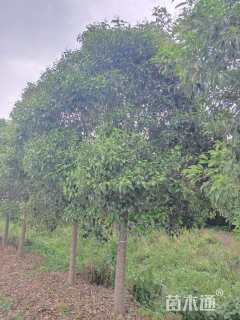 14.00公分大叶女贞