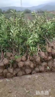 高度140厘米法国冬青