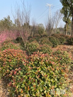 12公分红叶石楠