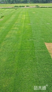 草卷状百慕大草