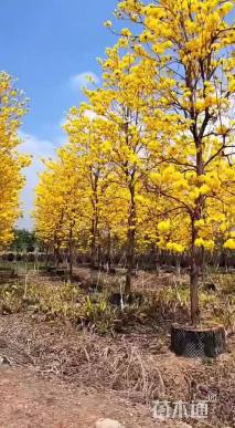 5公分黄花风铃木